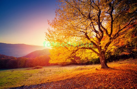 Модульная картина Осеннее дерево в поле