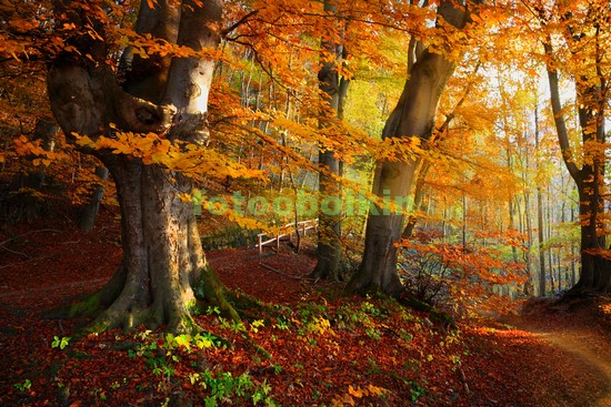 Модульная картина Опавшие листья в лесу
