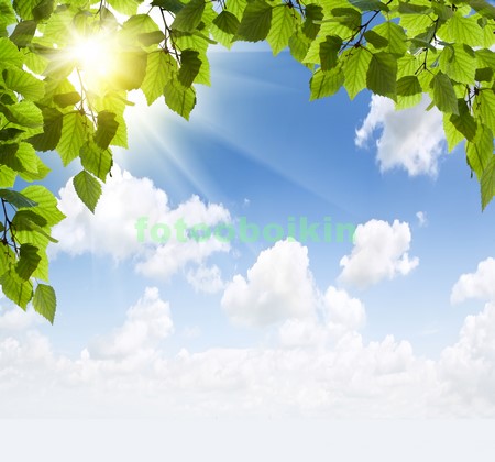 Модульная картина Листья березы и лучи солнца