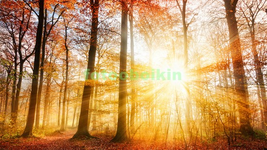 Модульная картина Солнце в осеннем лесу