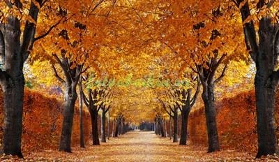 Модульная картина Осенний парк с кленами