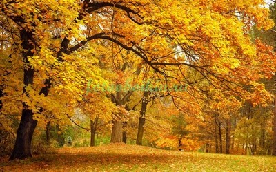 Модульная картина Осенние деревья