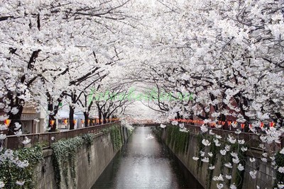 Модульная картина Канал с деревьями сакуры