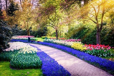 Модульная картина Парк с тюльпанами