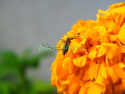 Модульная картина Комар цветок