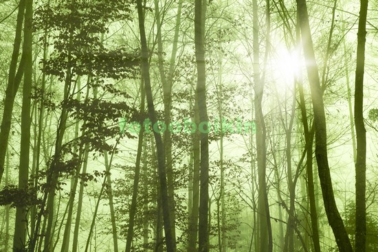 Модульная картина Лес стволы деревьев