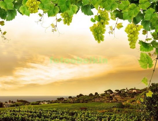 Модульная картина Виноградник в Италии