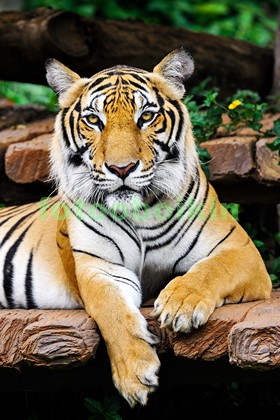 Модульная картина Тигр в зоопарке