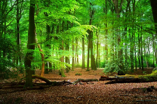 Модульная картина Лиственный лес