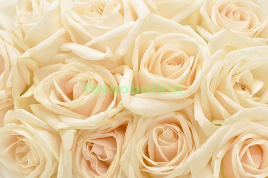 Модульная картина Букет бежевых роз