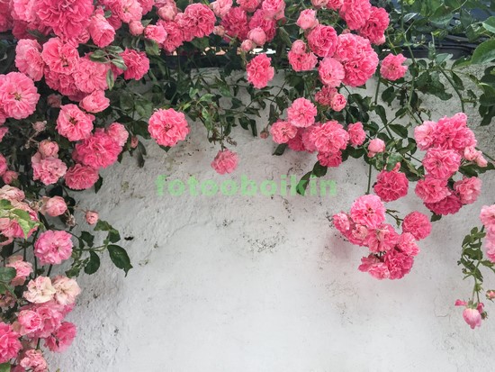 Модульная картина Цветы кустовой розы
