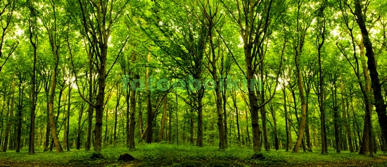 Модульная картина Ярко зеленый лес