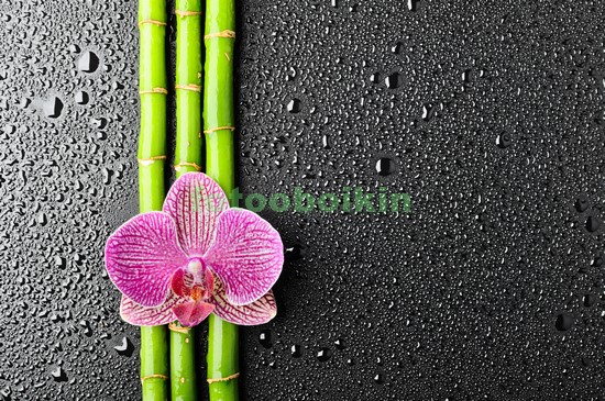Орхидея на бамбуке