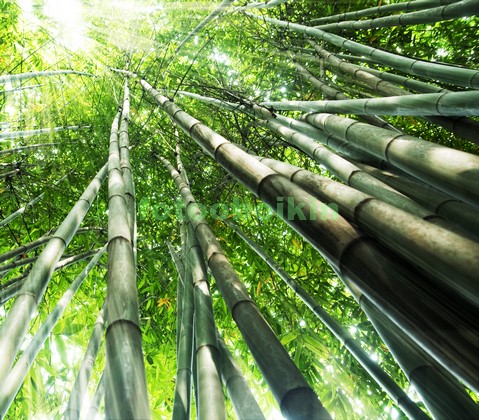 Модульная картина Высокий бамбук