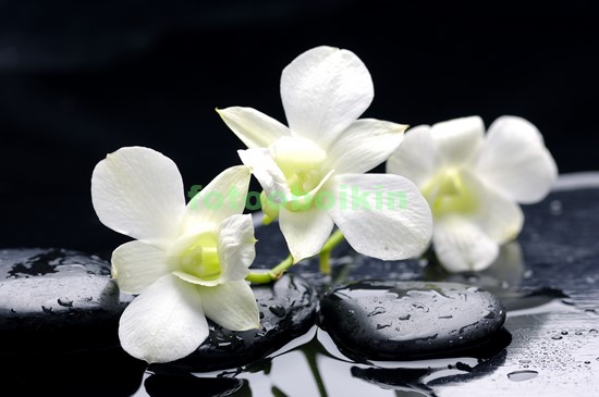 Белая орхидея на камнях