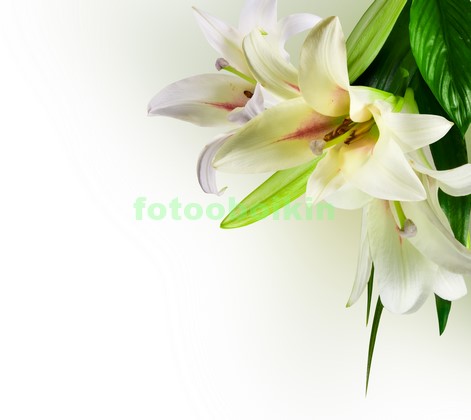 Модульная картина Белая лилия