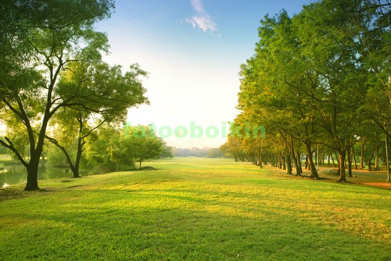 Модульная картина Поляна с деревьями