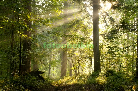 Модульная картина Солнце в дремучем лесу