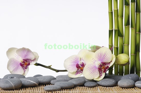 Модульная картина Нежно розовая орхидея