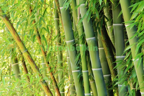 Модульная картина Бамбук стволы деревьев