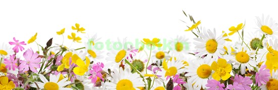 Модульная картина Ромашки и полевые цветы