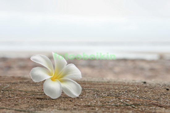 Модульная картина Белый цветочек на песке