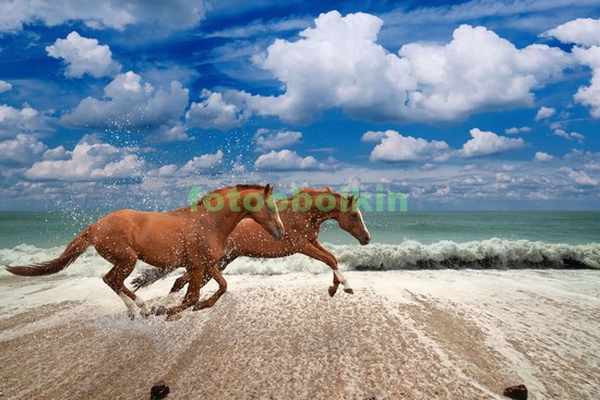 Модульная картина Два коня на берегу моря