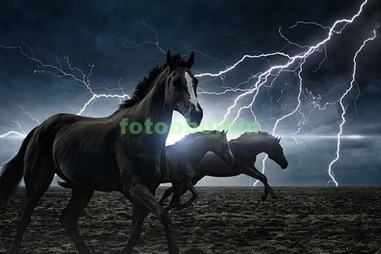 Модульная картина Два черных коня