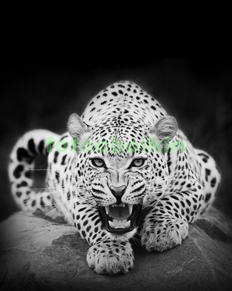 Модульная картина Леопард