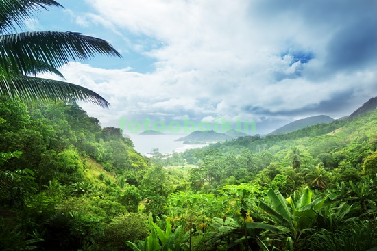 Модульная картина Тропический густой лес