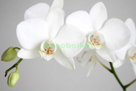 Белая орхидея с бутоном