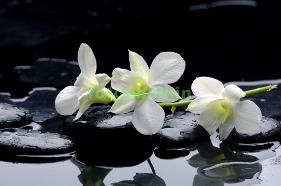 Модульная картина Белая орхидея с черными камнями