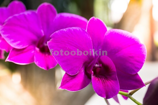 Яркая розовая орхидея