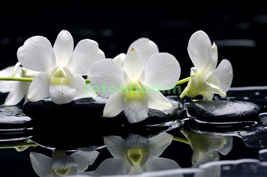 Ветка орхидеи белой