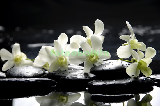 Белые орхидеи 2