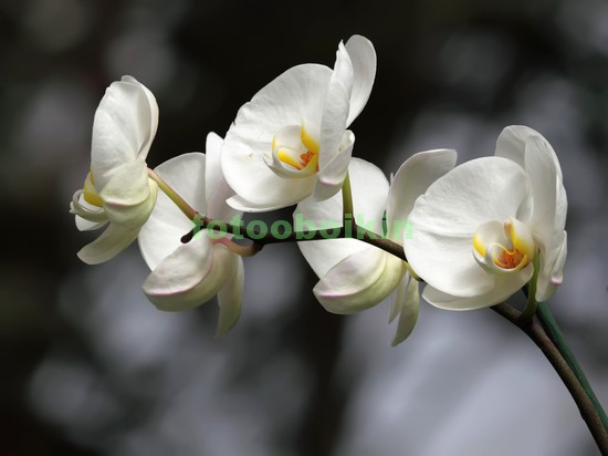 Модульная картина Орхидея ветка