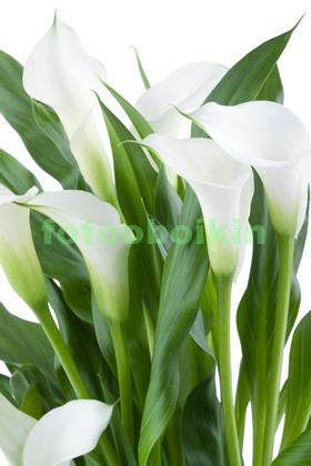 Модульная картина Белые цветы с зелеными листиками