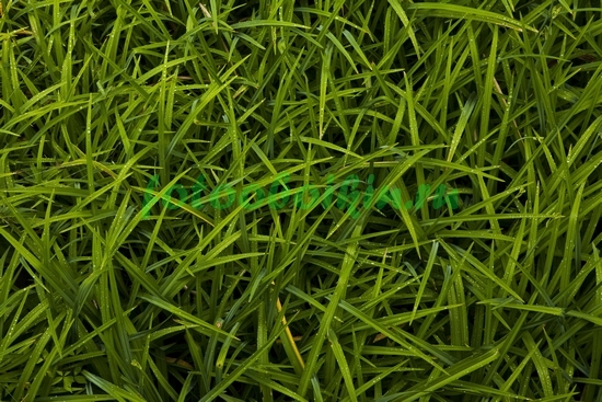 Модульная картина Зеленая трава