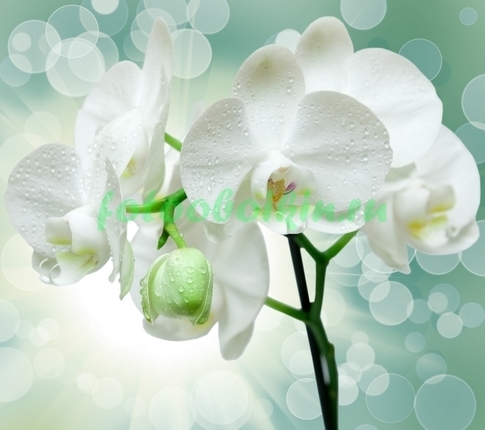Блики с белыми орхидеями
