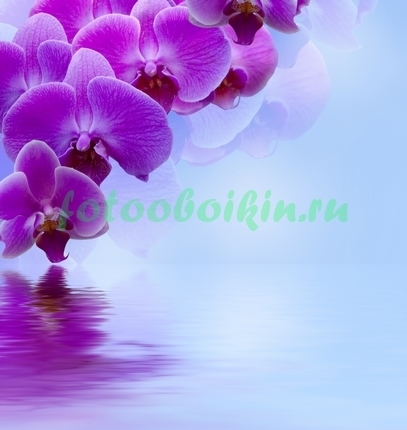 Склоняющаяся орхидея к воде