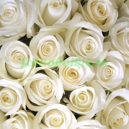 Букеет белых роз