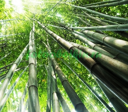 Тонкие стволы бамбука