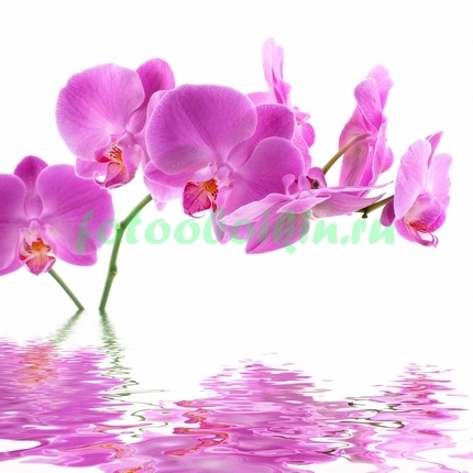 Ростущая орхидея из воды