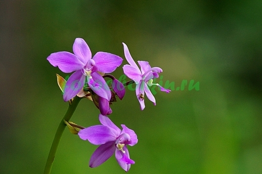 Лесная орхидея