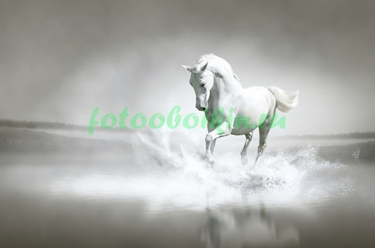 Белая лошадь скачет по воде