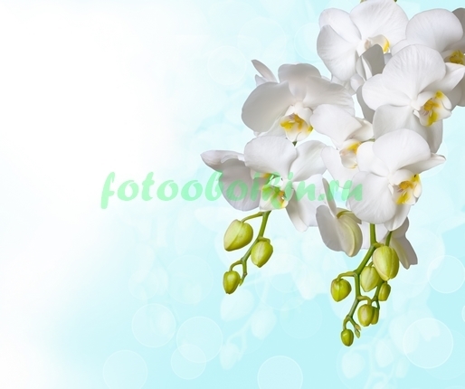 Орхидея  с бутонами