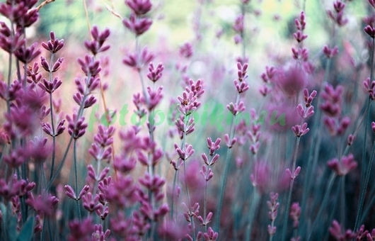 Фотообои Фиолетовые цветы