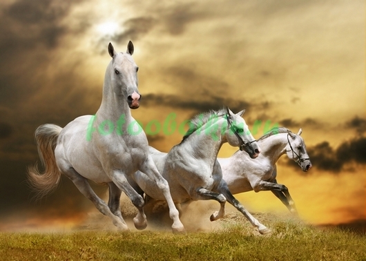 Изабелловые лошади