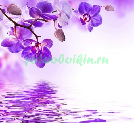 Фиолетовая ветвь орхидеи