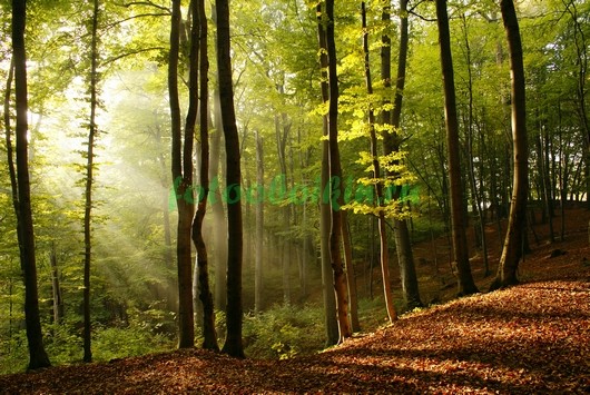 Лучи солнца в лесу 3Д